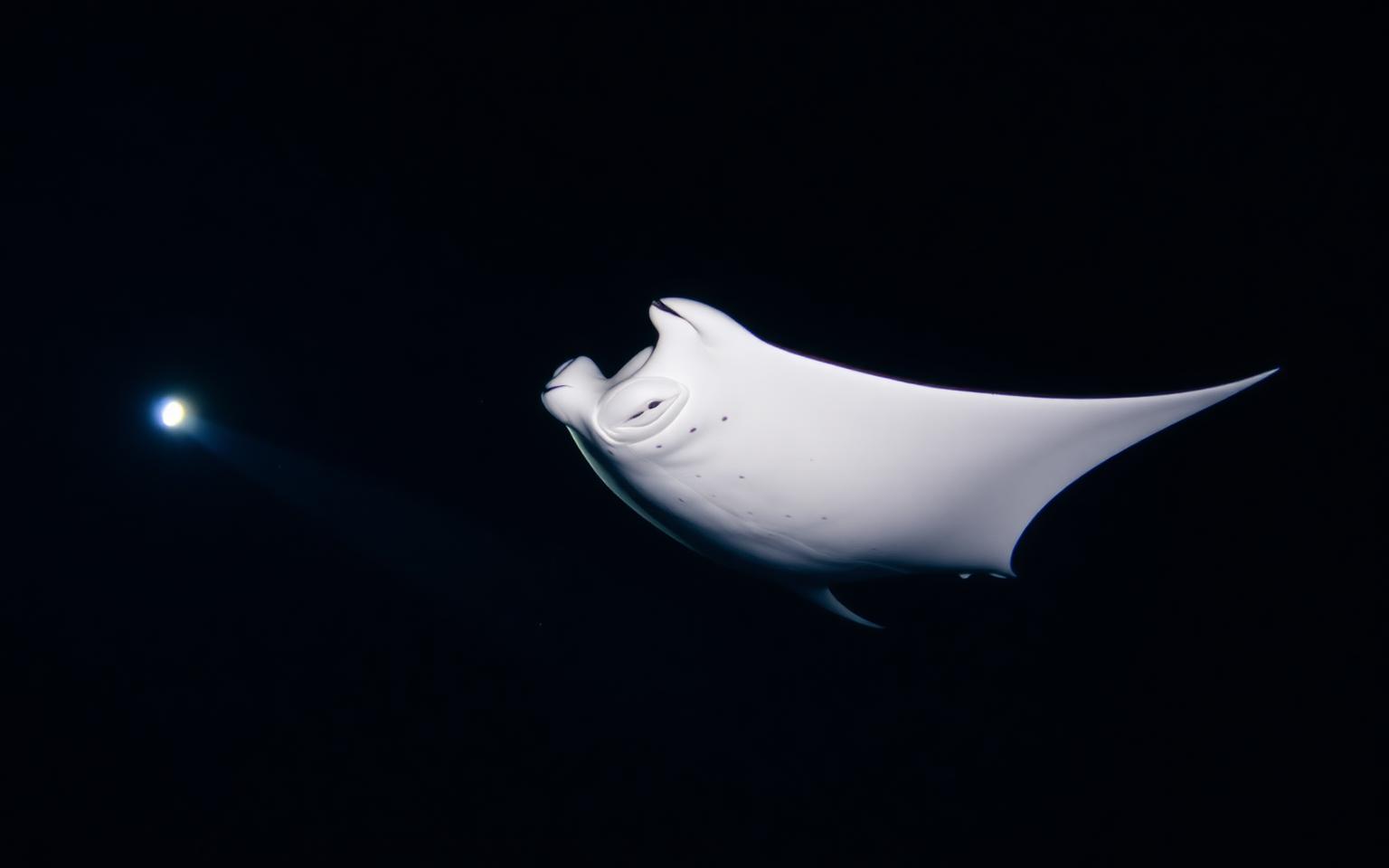 Manta ray feeding in the lights of a dive boat at night in the Maldives